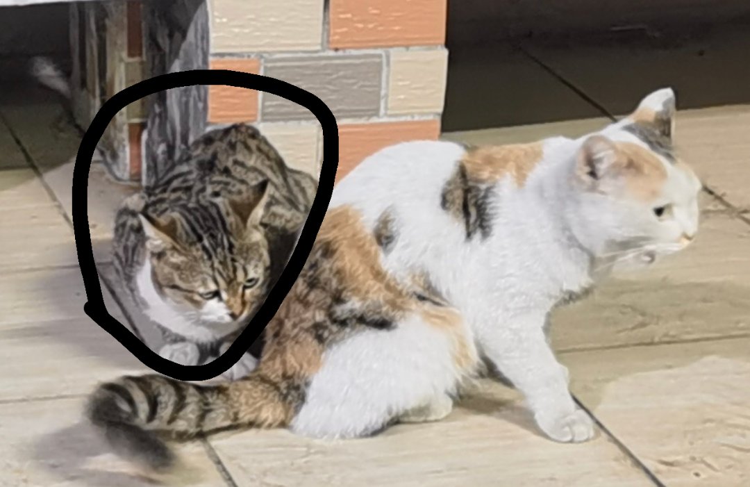 都在丢猫咩？1