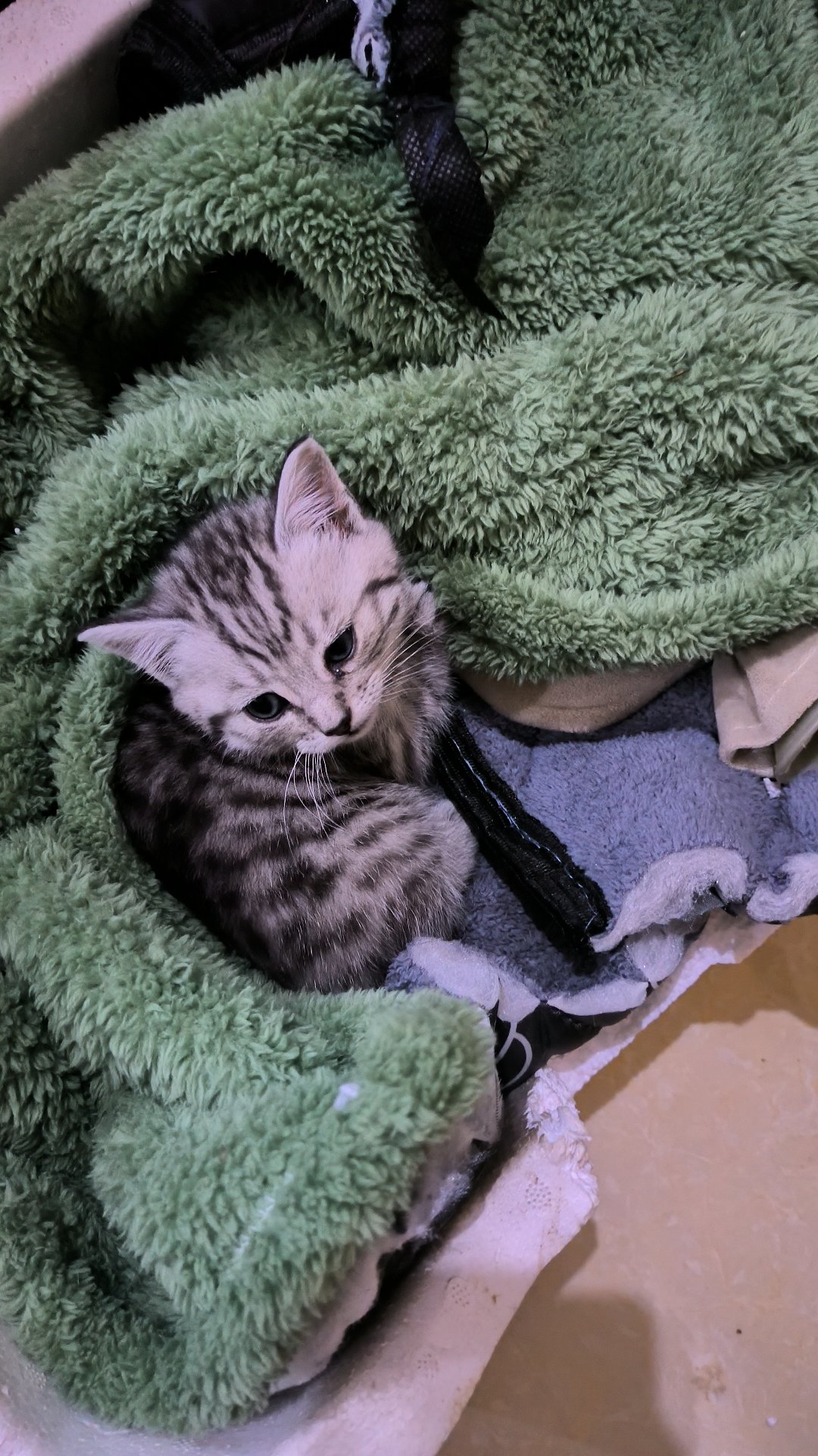 傻猫大概已经寄了，去抓了只新🐱1