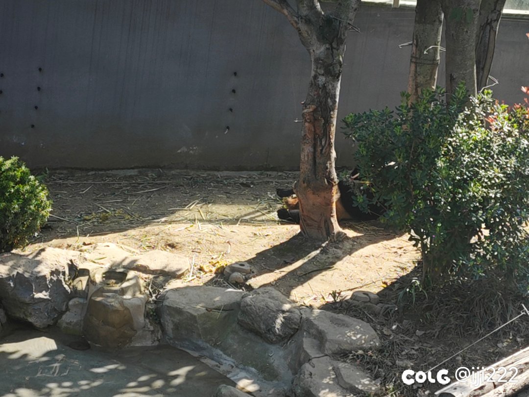 熊猫熊猫熊，猫熊猫熊猫4