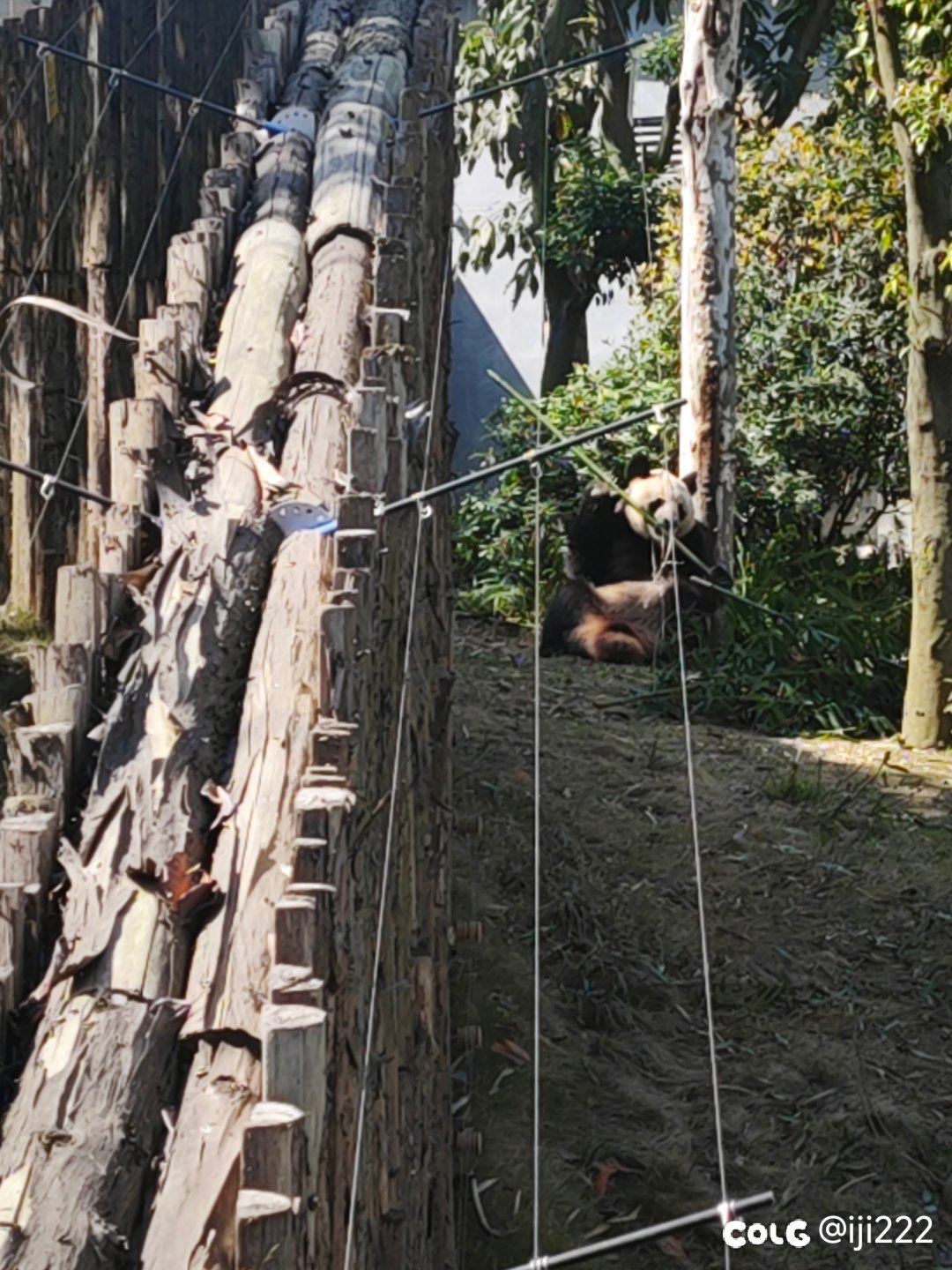 熊猫熊猫熊，猫熊猫熊猫6