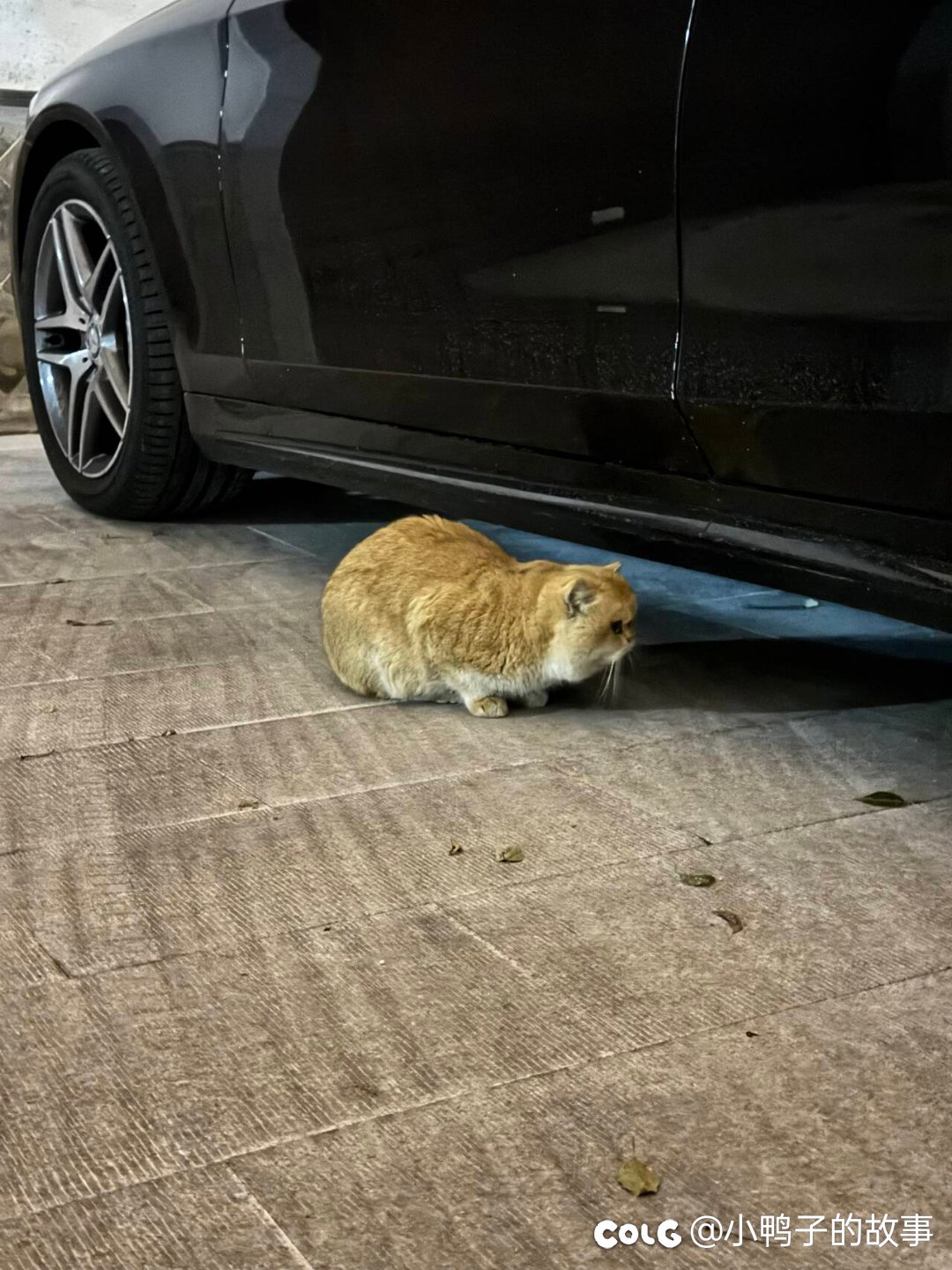 捡到一只猫，家人们1