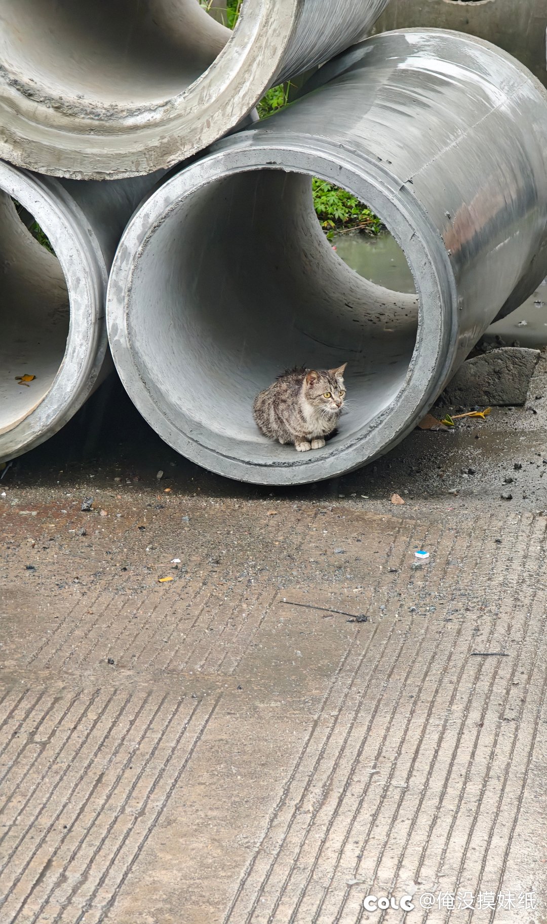 猫猫躲雨1