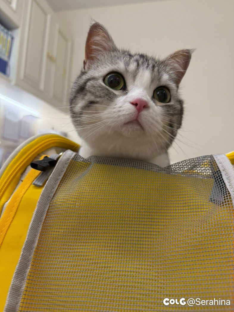 猫又要手术了1