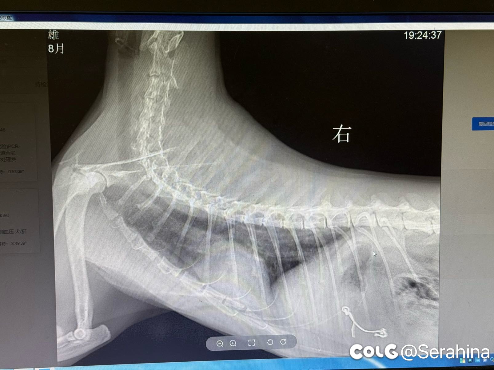 猫又要手术了2