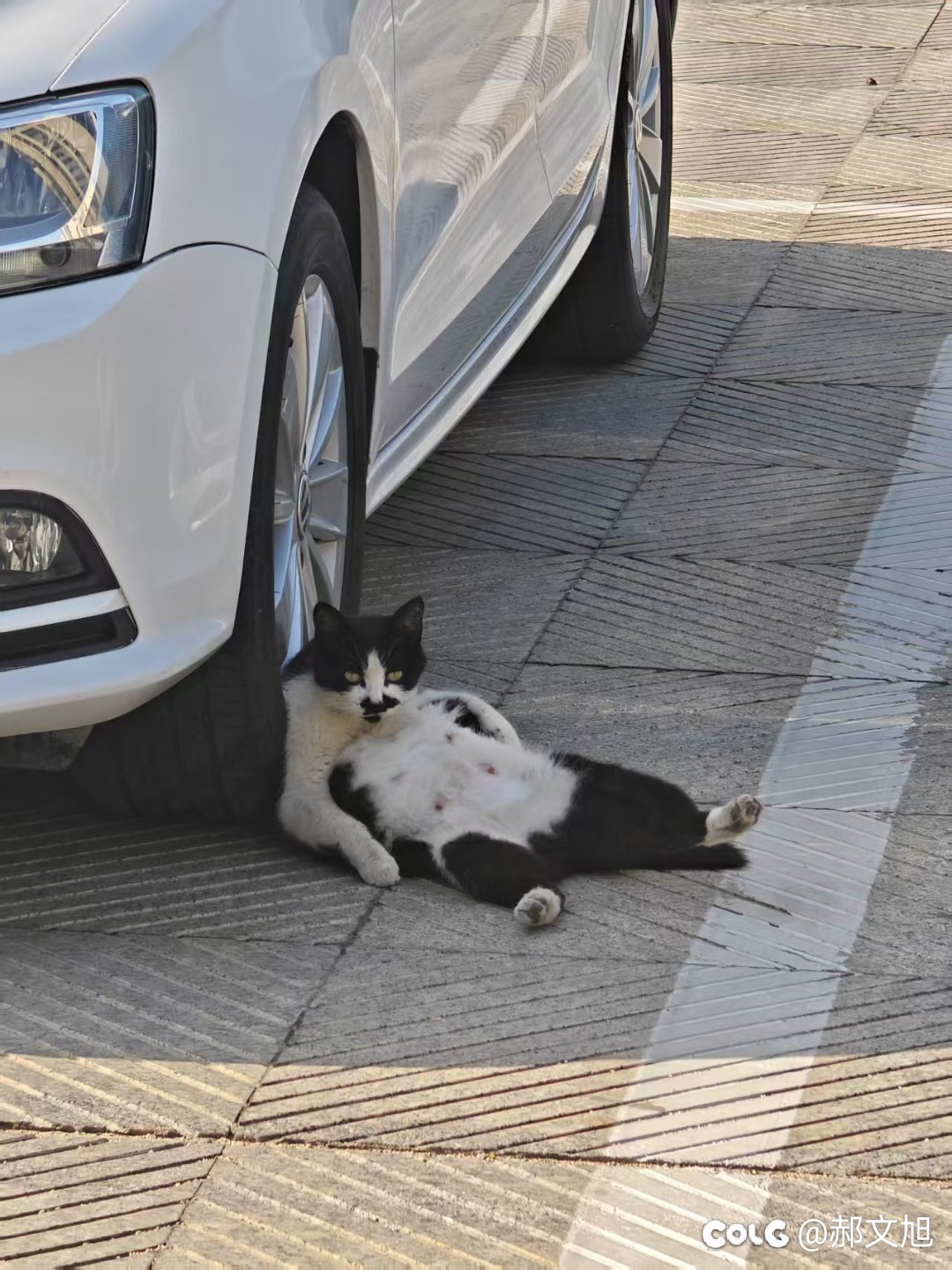停车场里的刁猫1