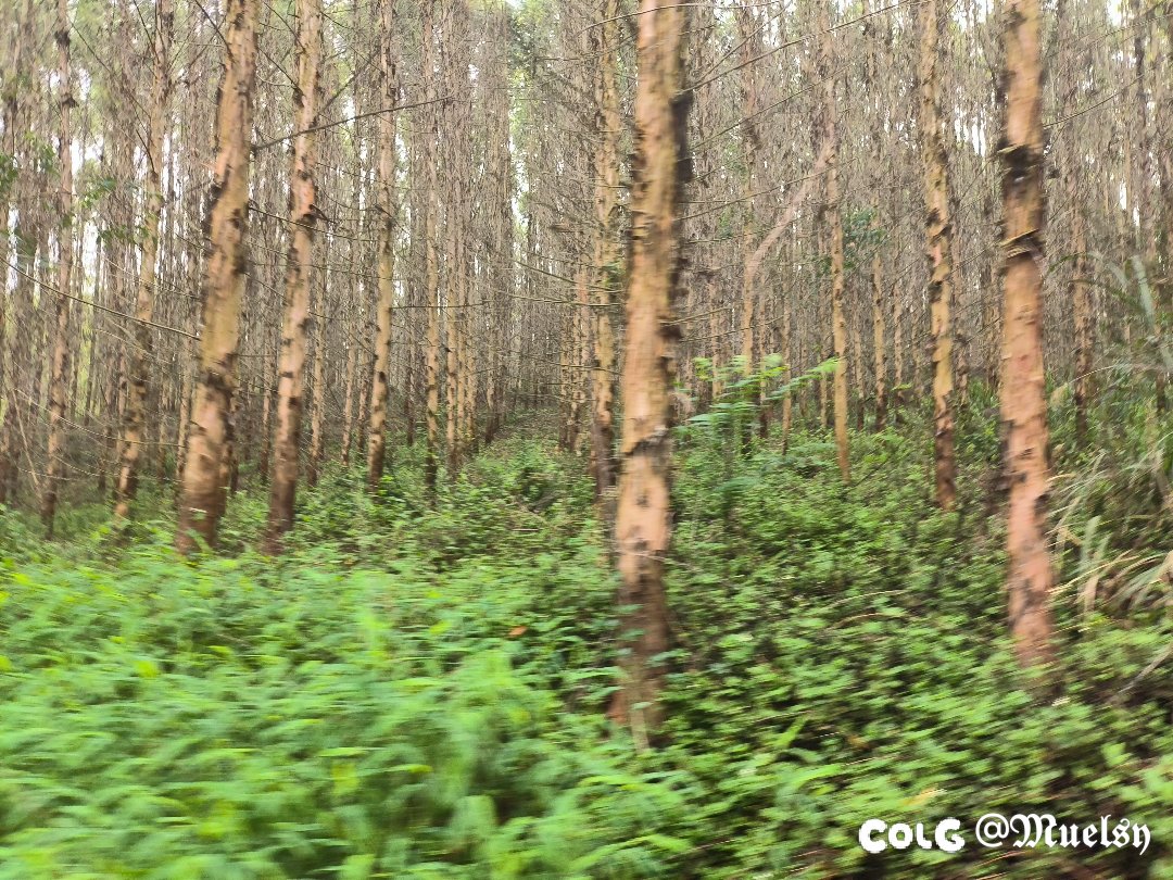 看山4