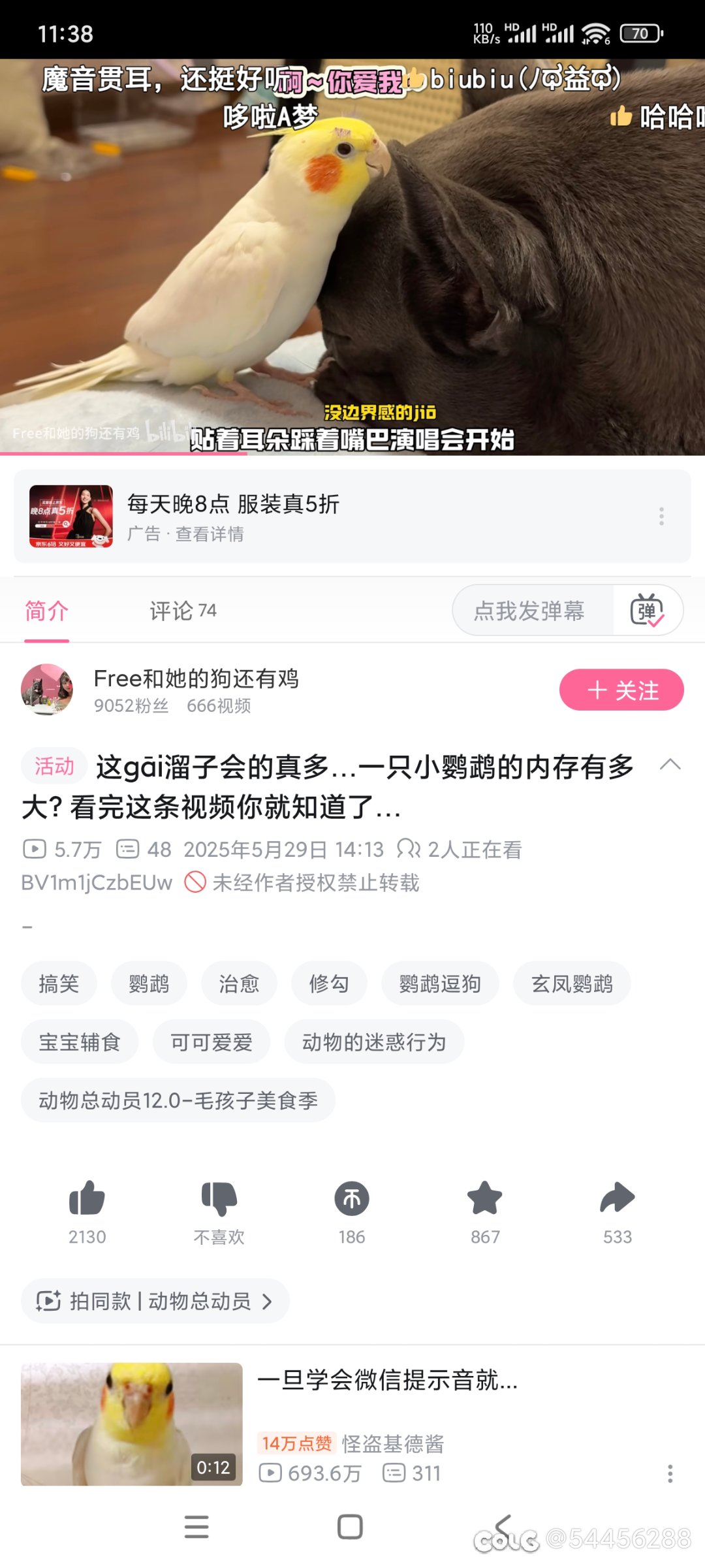 有空吵小鸟票不如玩玩小鸟1
