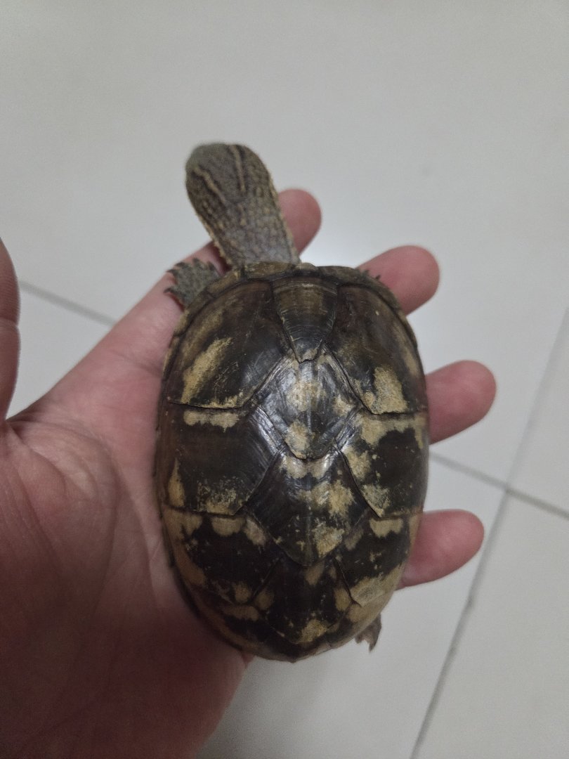 龟龟下午还在盆里扑腾，晚上就阴阳两隔了1