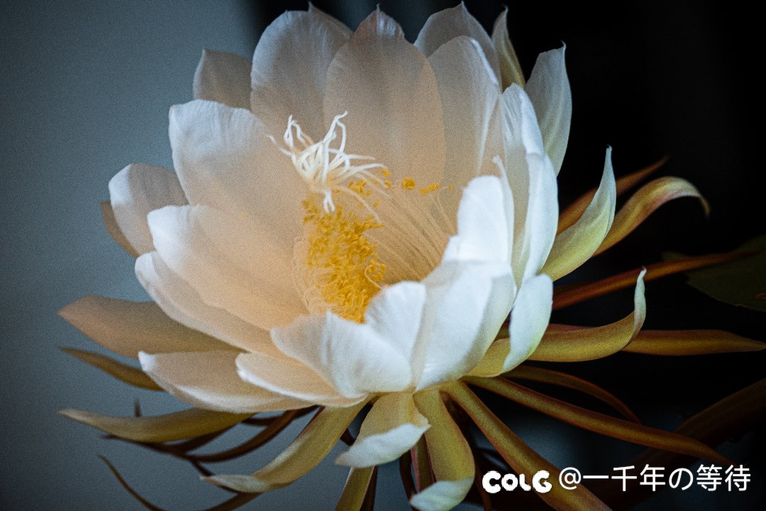 昙花一现1