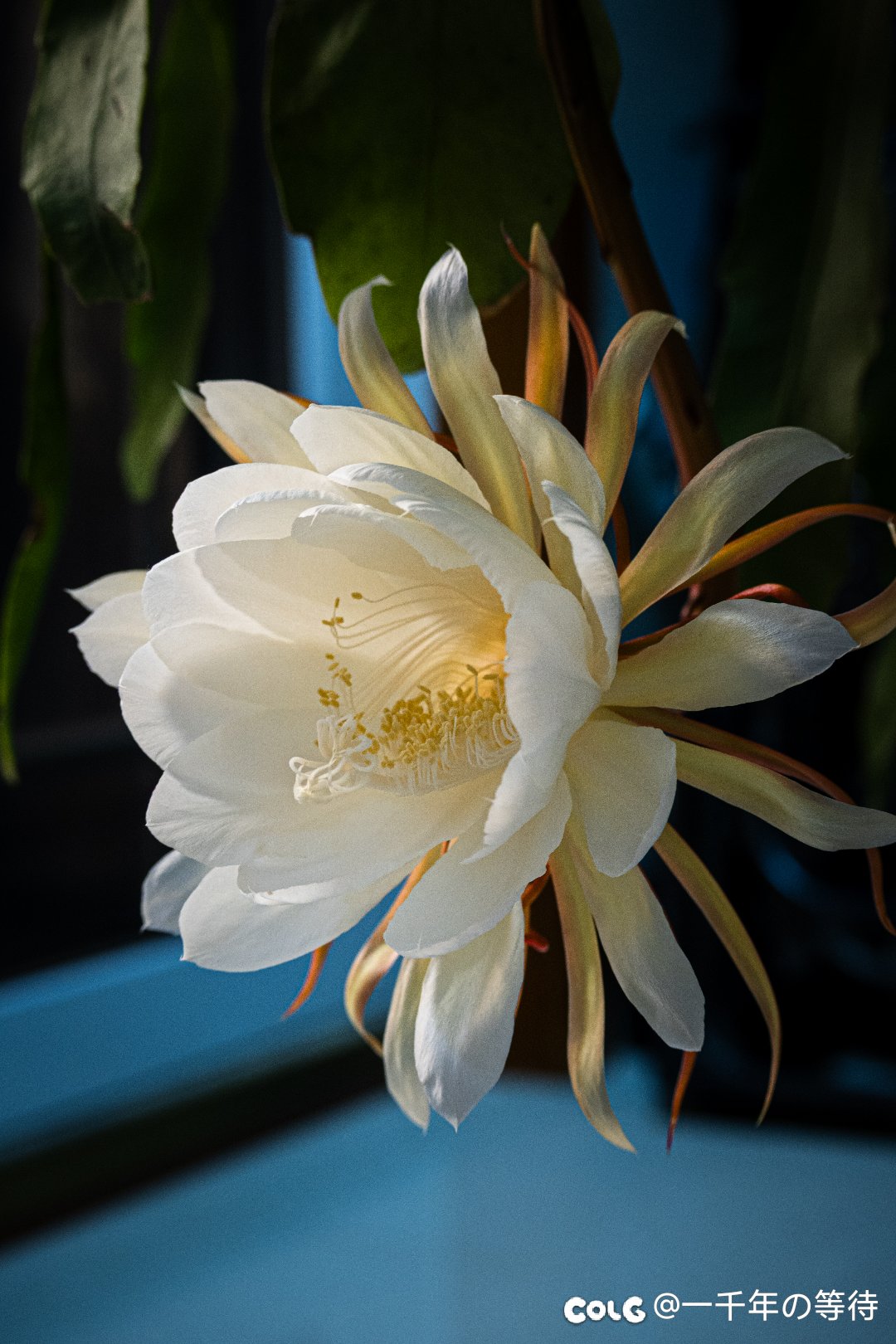 昙花一现2
