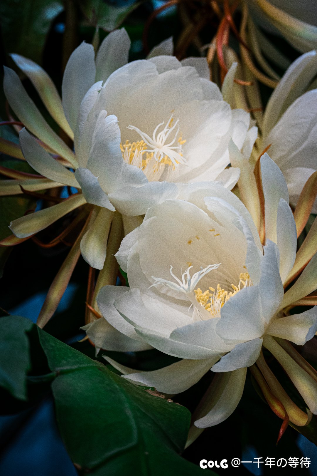 昙花一现3