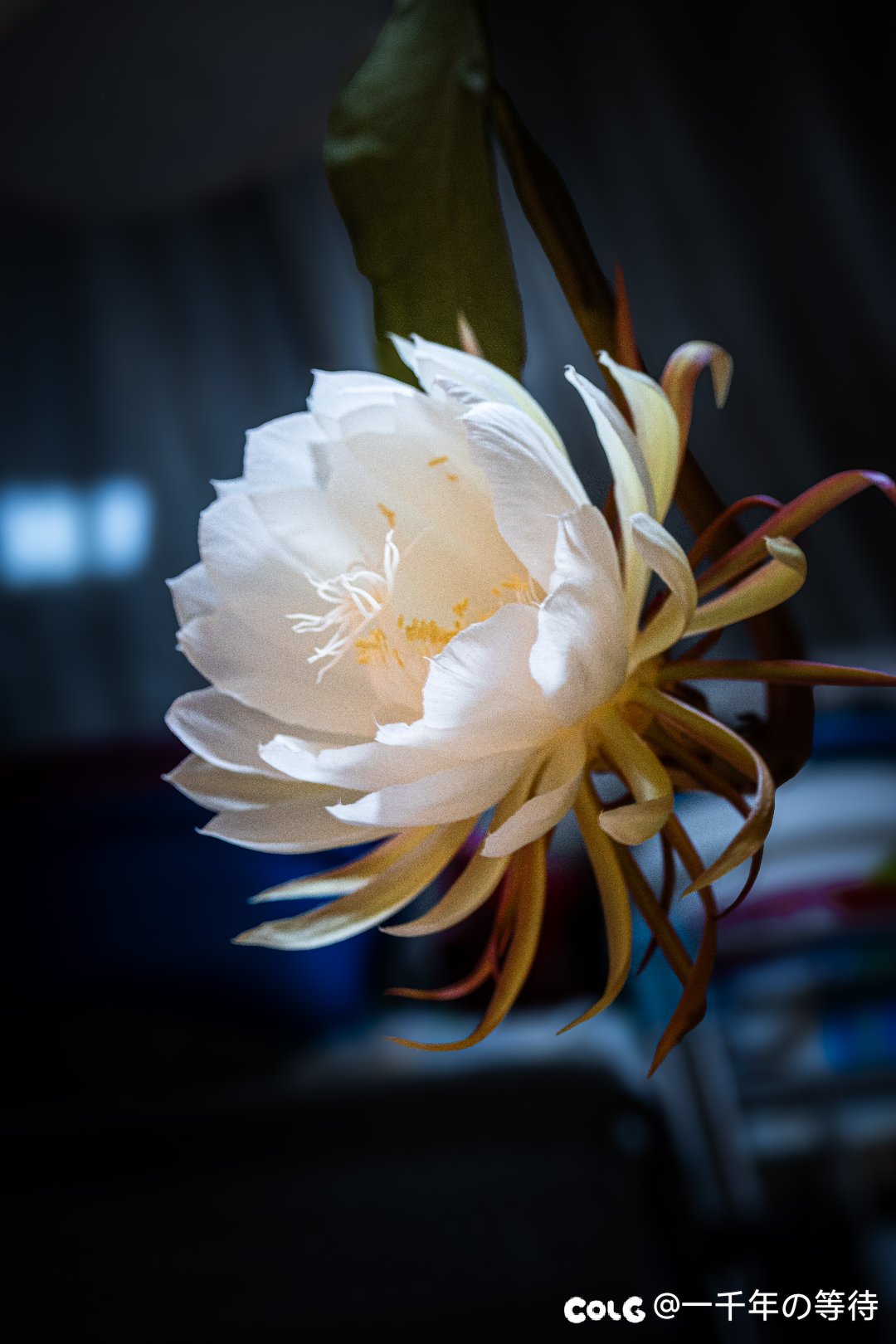 昙花一现4