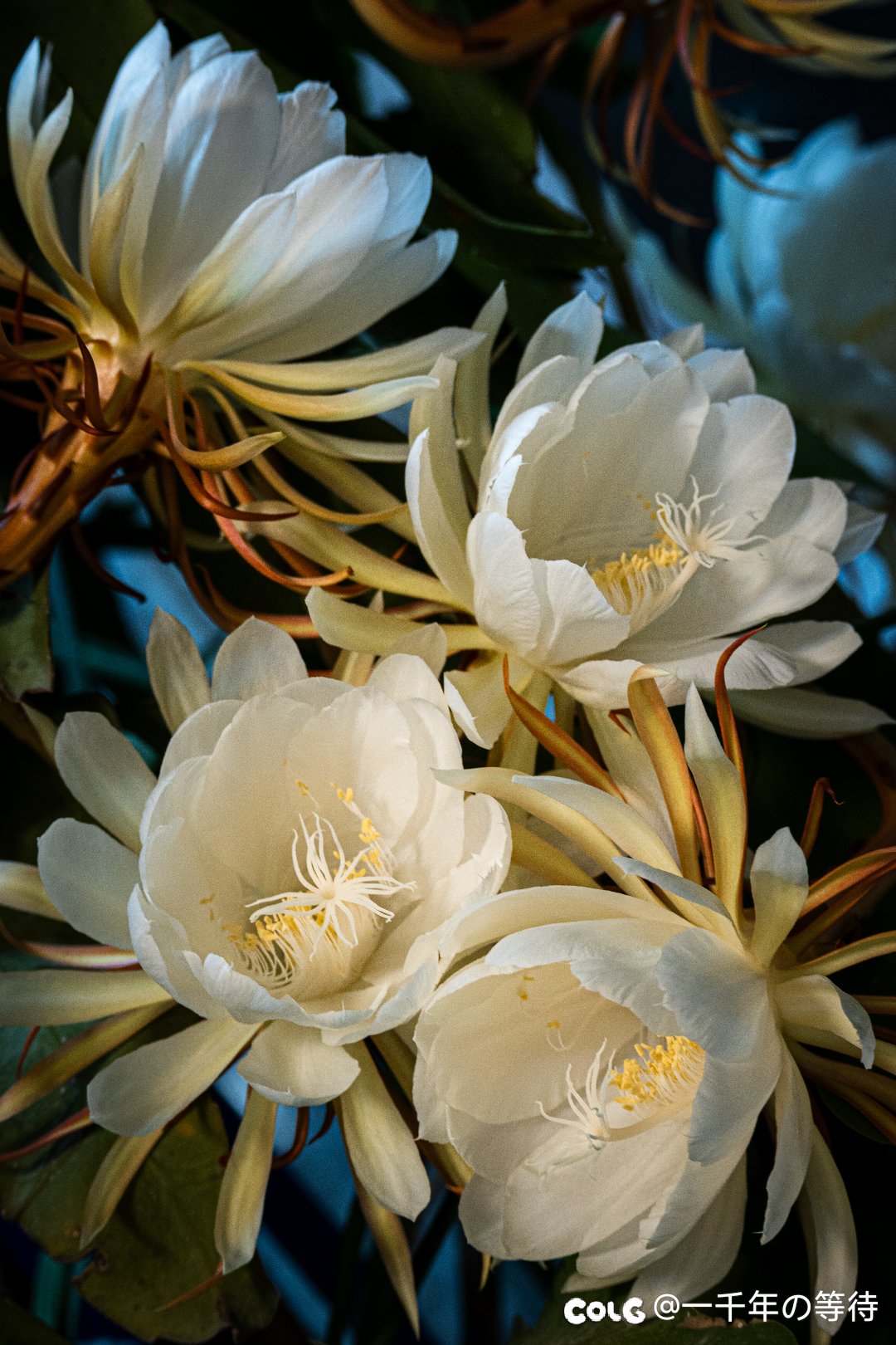 昙花一现5