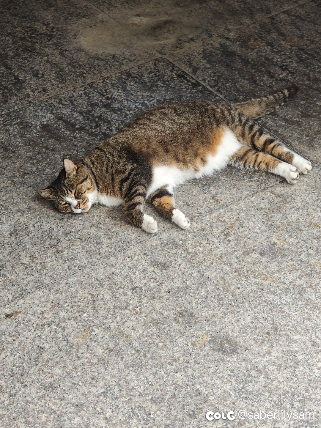 猫猫1