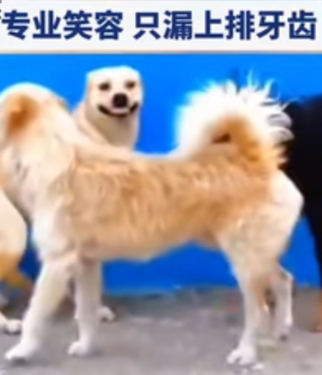 请问你是哪个领域的高手？1