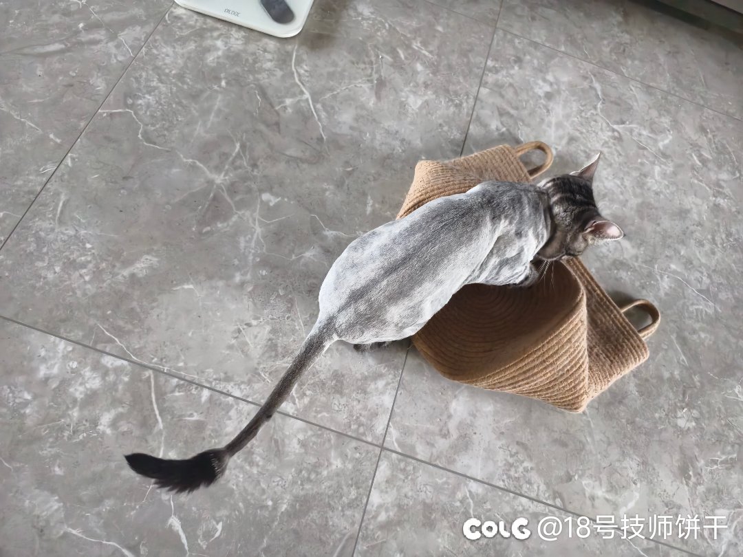 给猫剃个毛1
