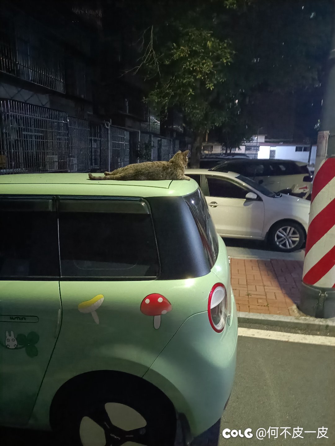 大晚上拍猫片 真热啊1