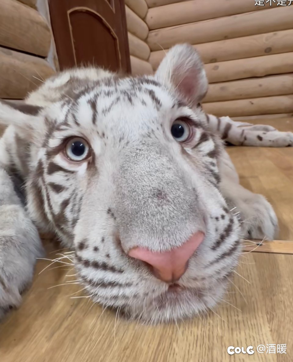 看到了两年前的一张图2