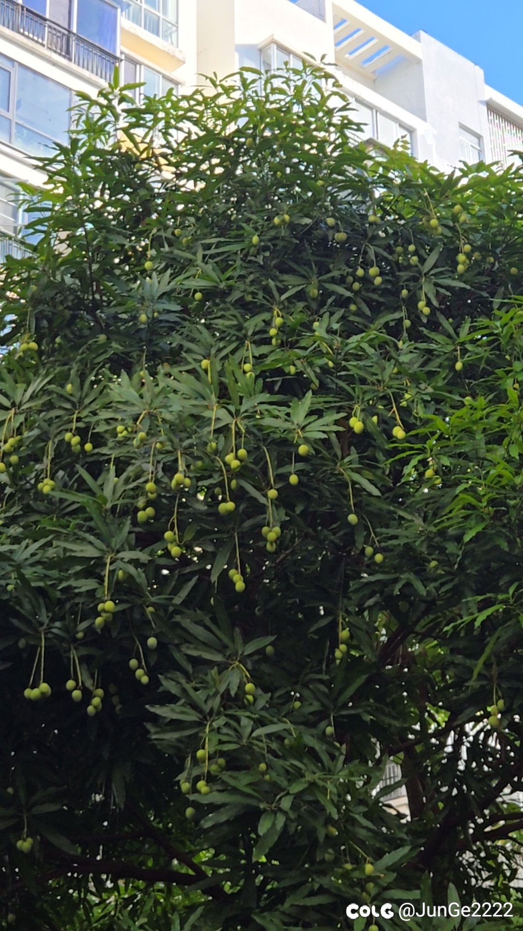 纹章跨界看来没戏了，小区芒果快熟了1