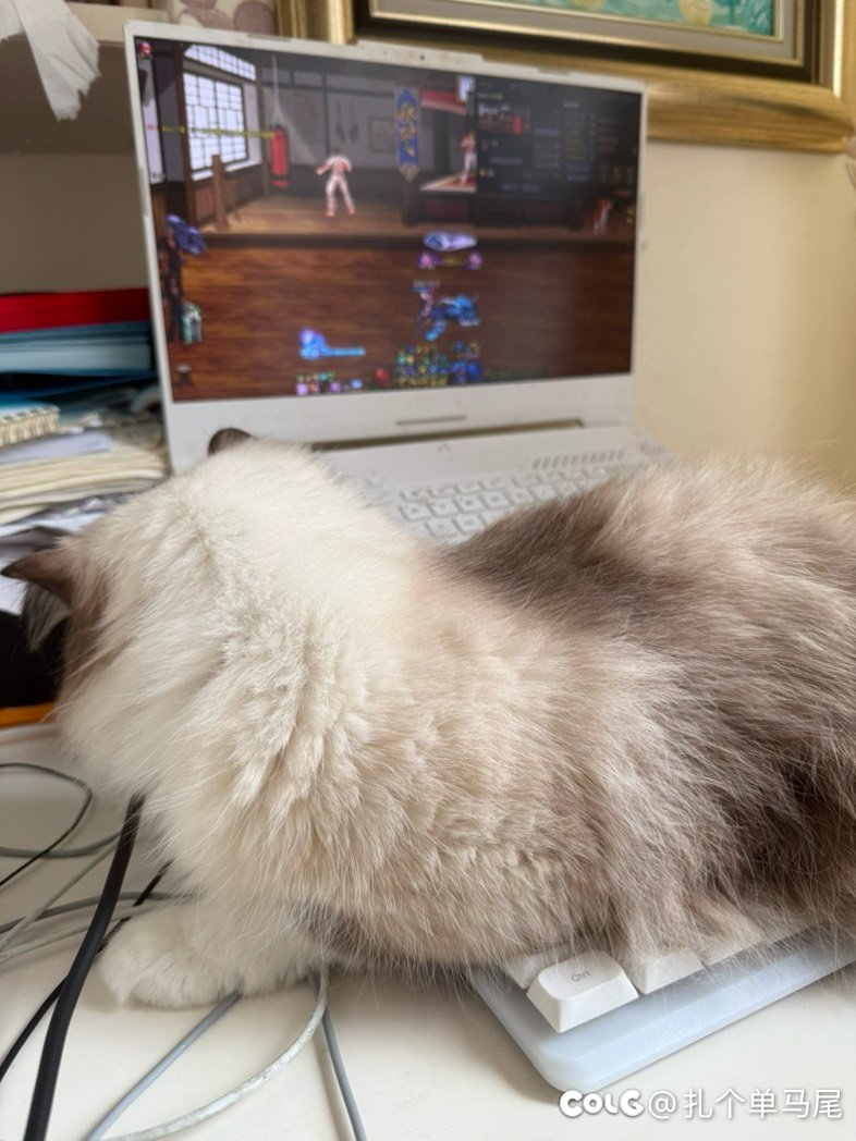 猫猫太可爱了捏1