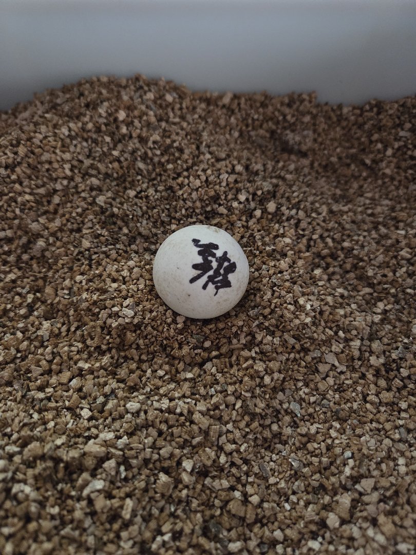 含泪买了一个蛋，因为2月份交了100块预定1