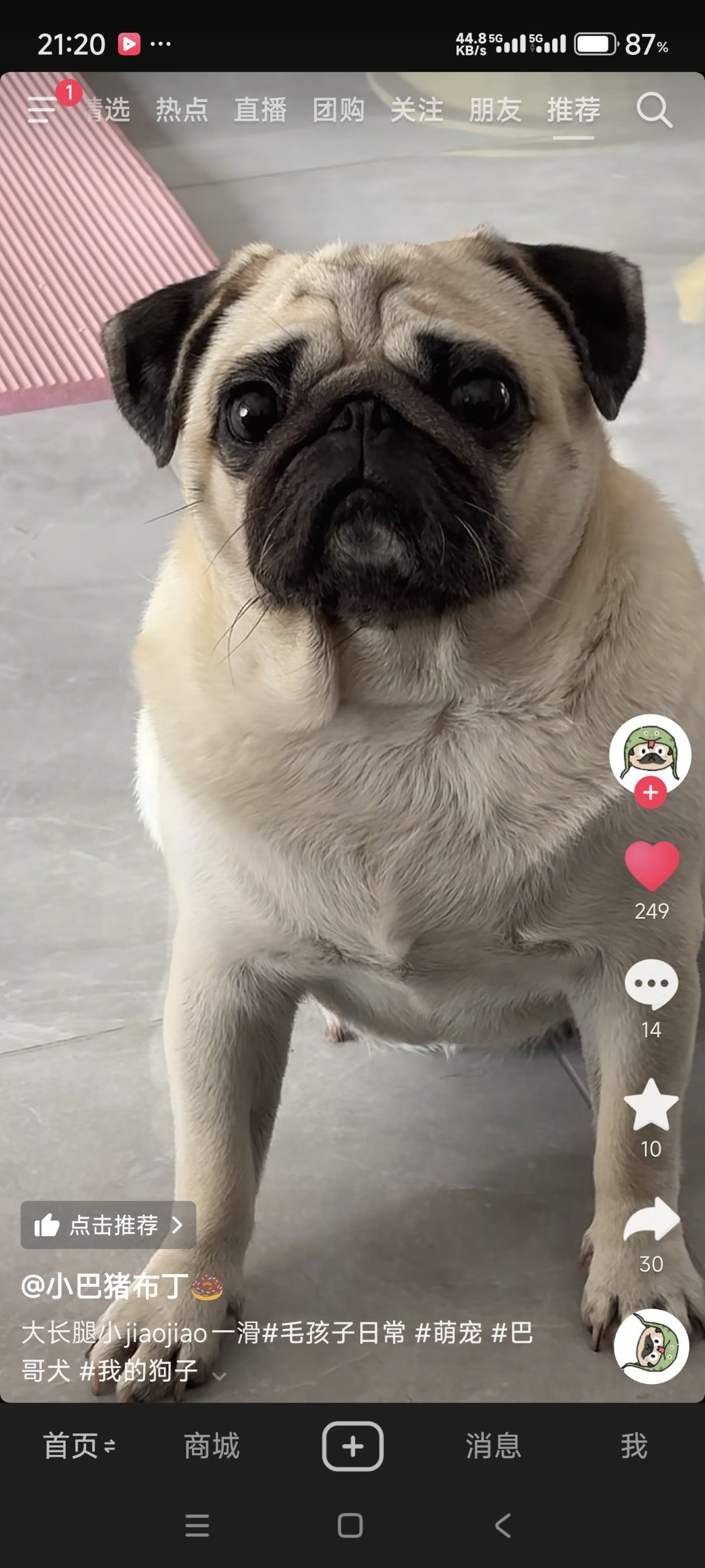 巴哥犬1