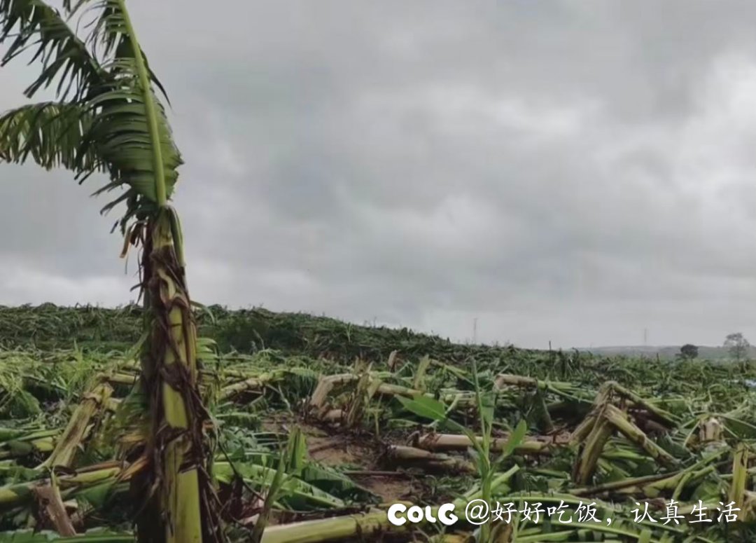台风过后一颗没倒1