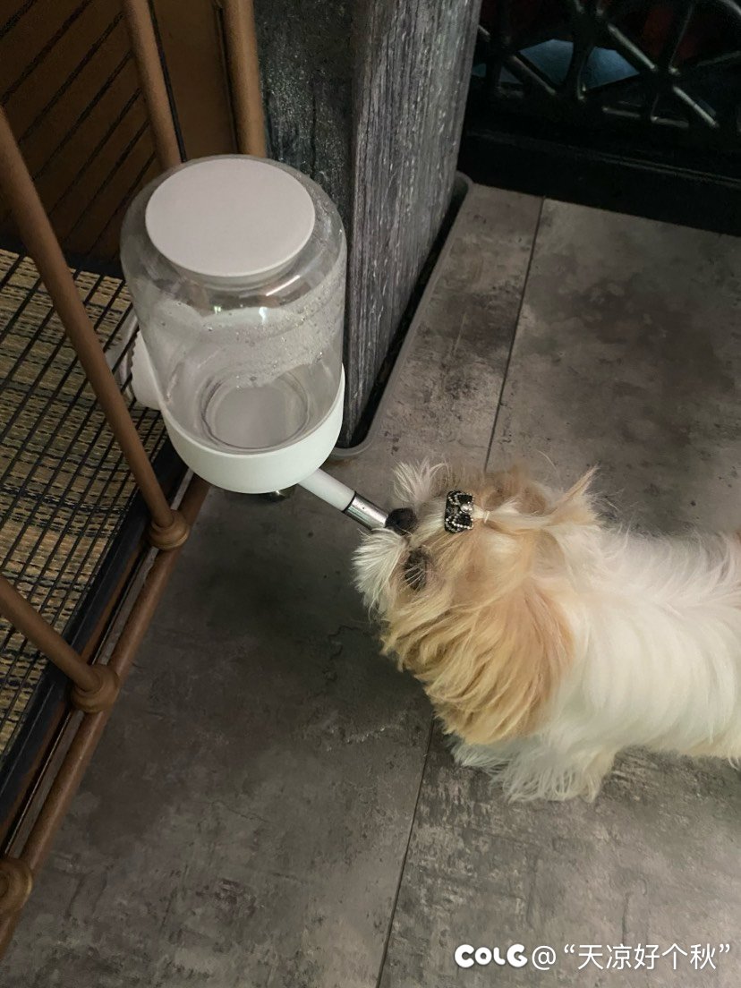 老板说它叫招财的时候2