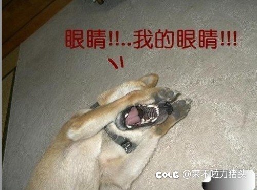 啊啊！！闪瞎了我的24k钛合金狗眼2