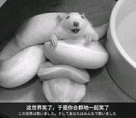 今天醒的早，打了两把女神殿，全是紫的粉的1