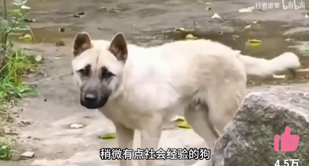 看到一首《猫饼》，写的真好。2