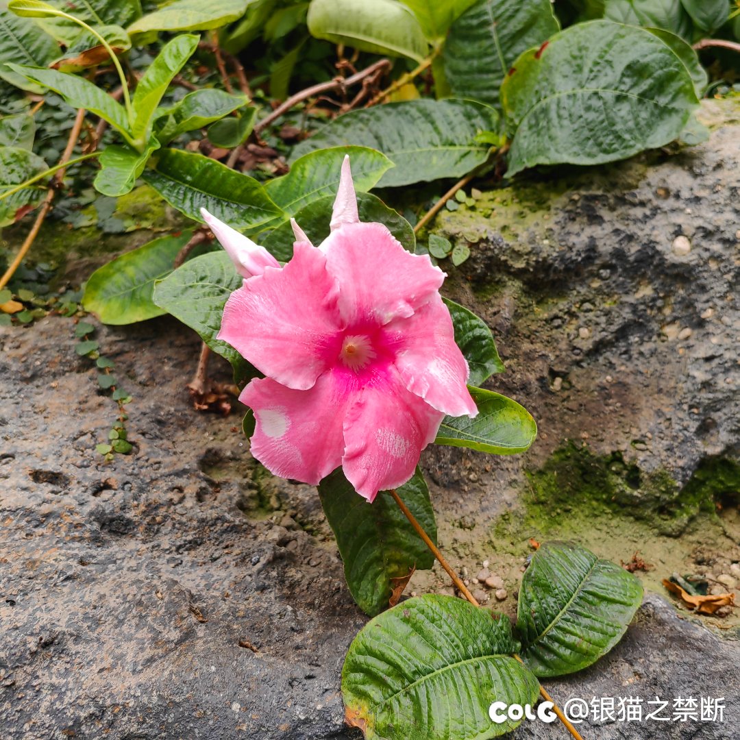 求求你们快回来刷深渊吧1