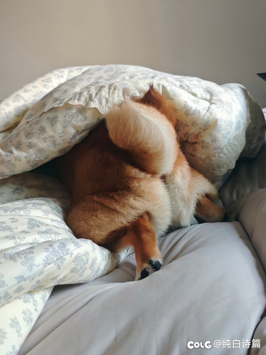 夜宵点了烤鸭饭，给狗子吃了两块1