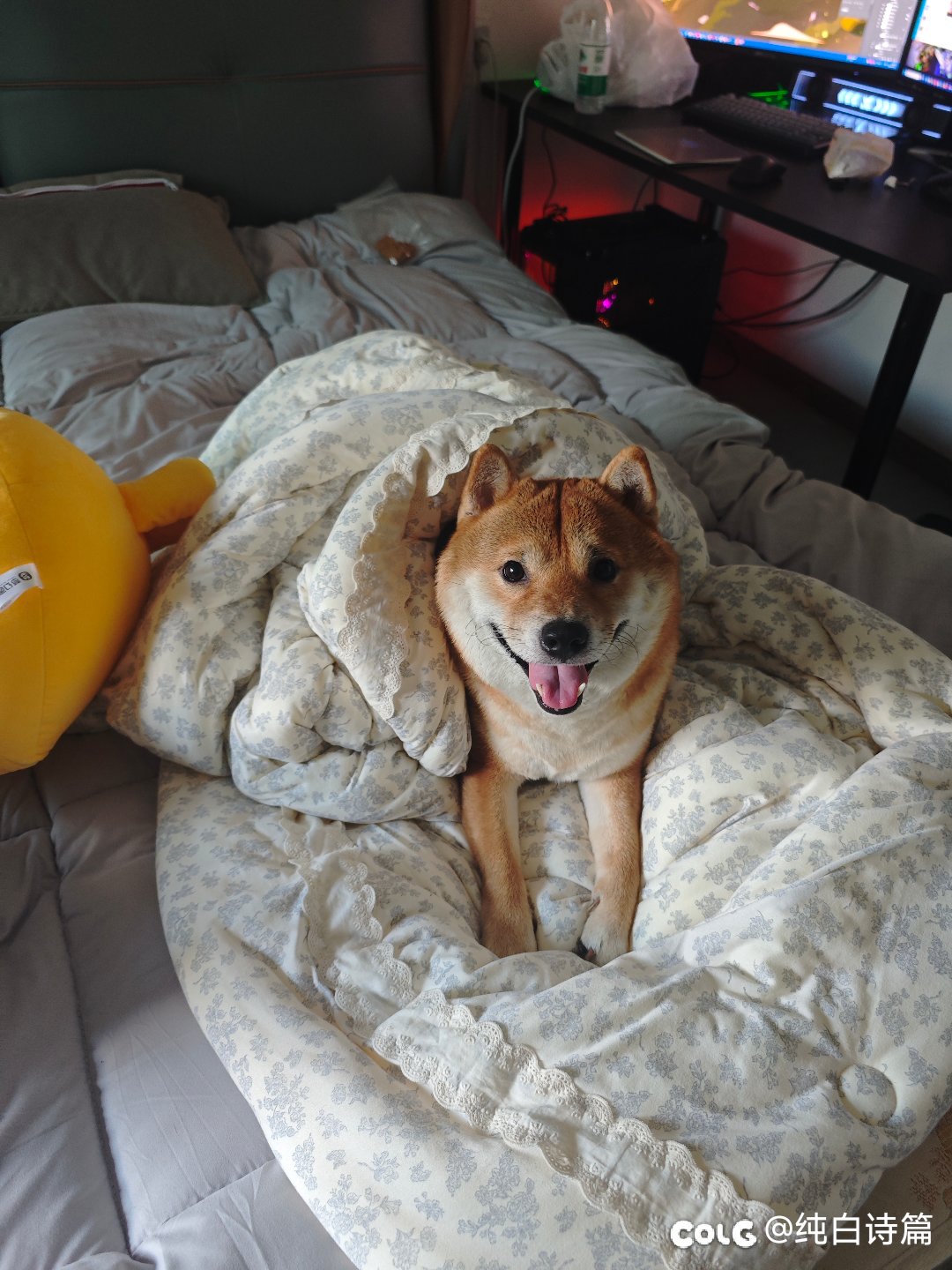 夜宵点了烤鸭饭，给狗子吃了两块2