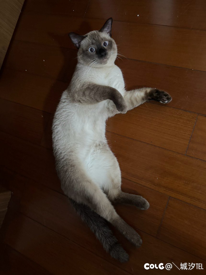 【AI捣蛋鬼】不给糖就捣蛋！1