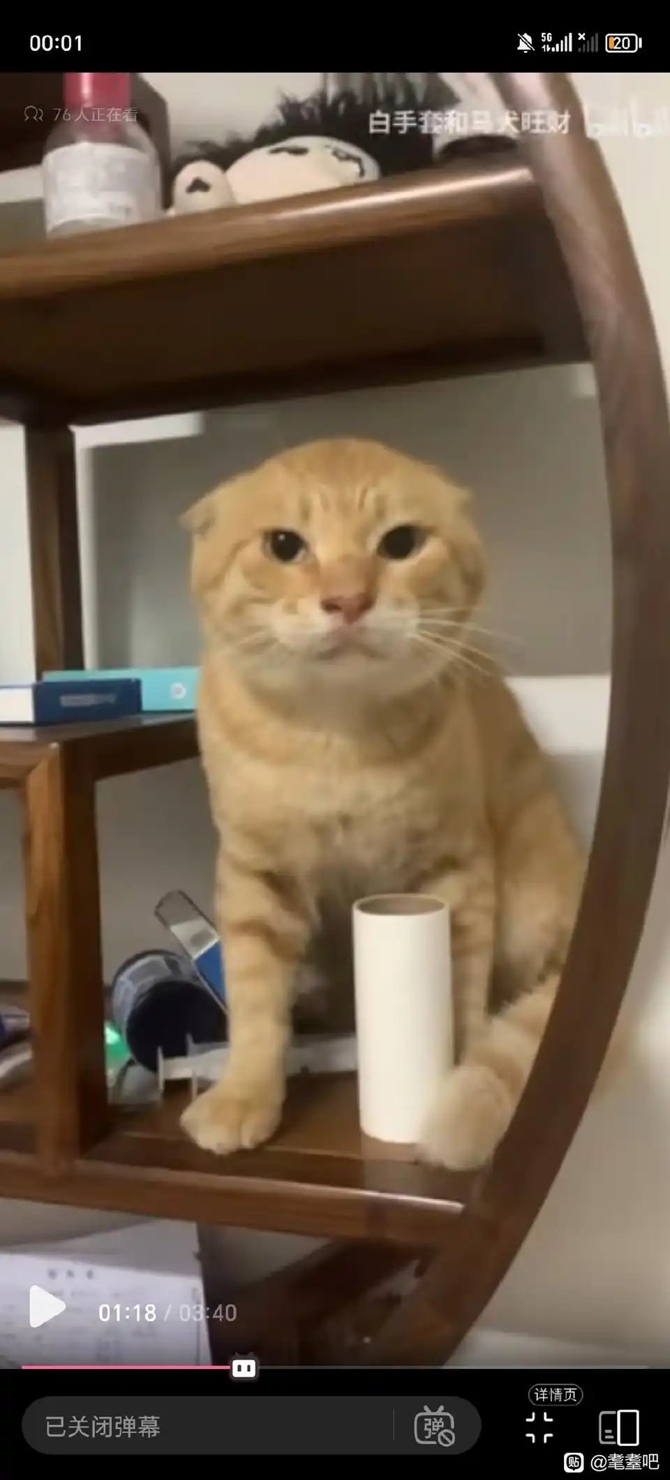 传奇爱人猫vs传奇废物虎打起来谁会赢？1