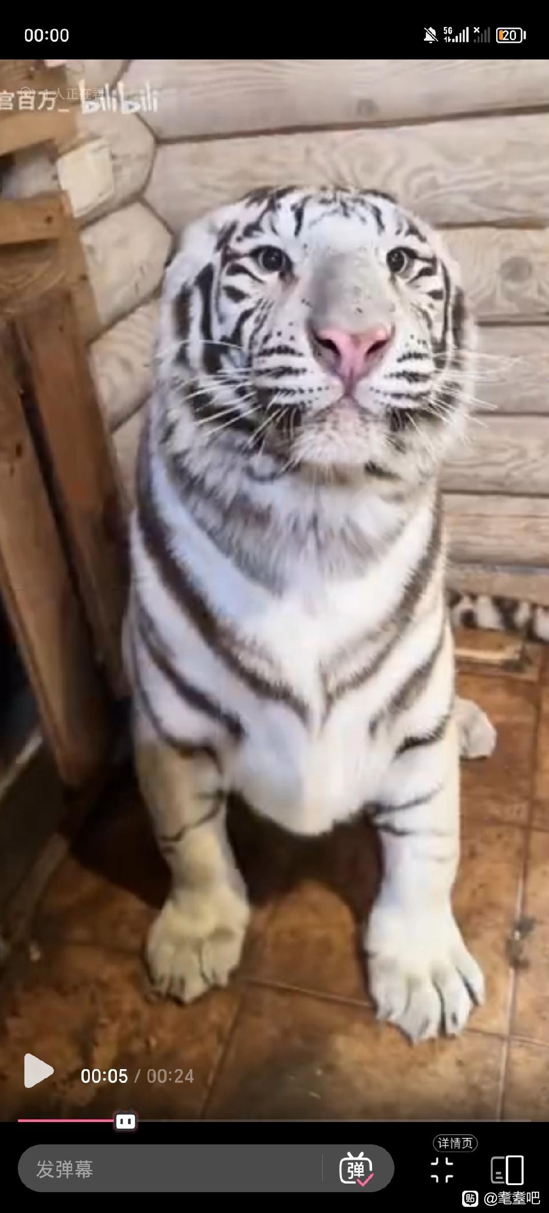 传奇爱人猫vs传奇废物虎打起来谁会赢？2