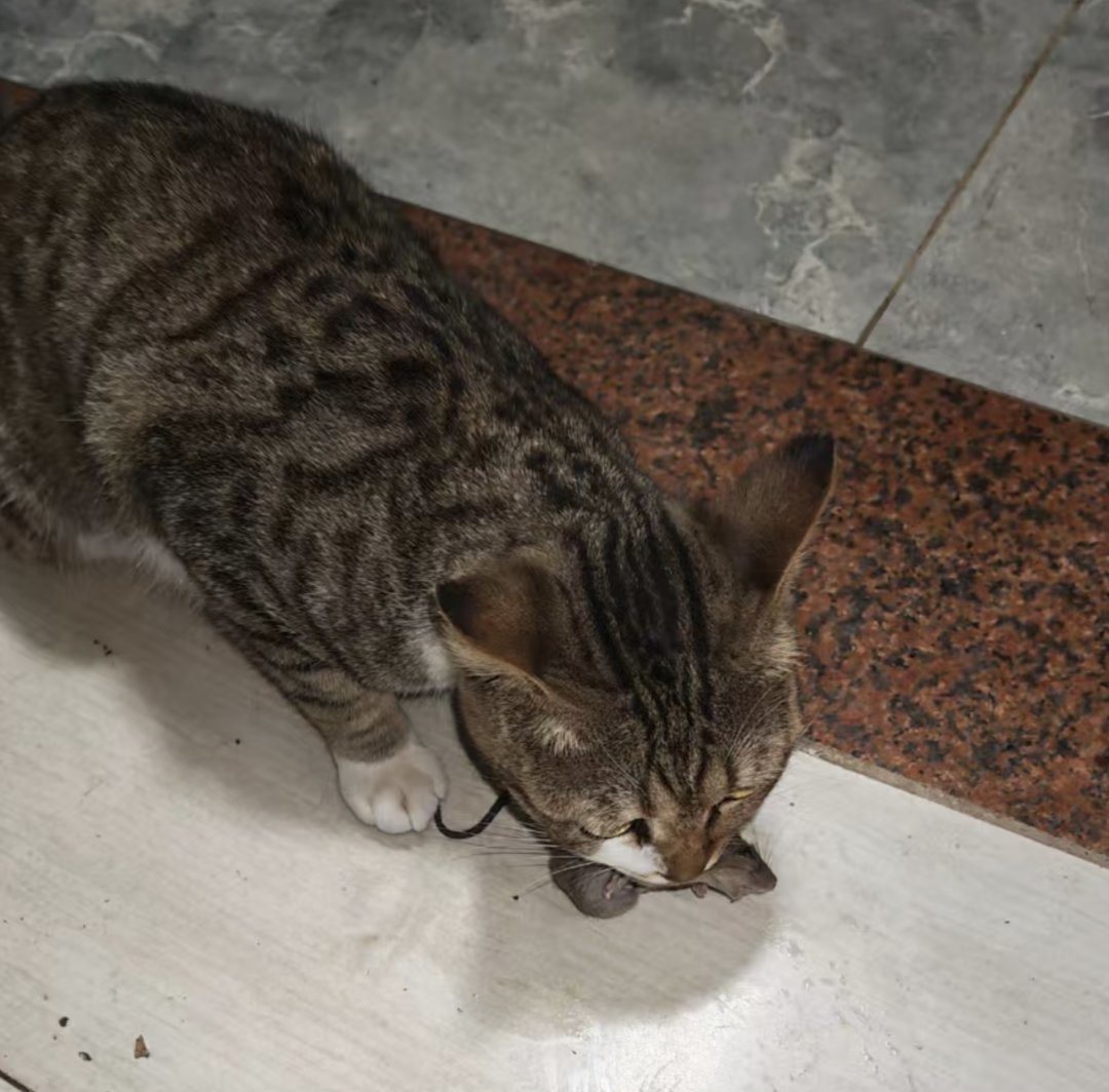 好小的一只鸭脖1