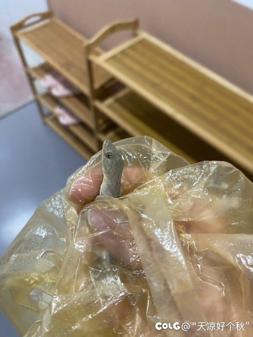 今天依旧是陪课老爹2