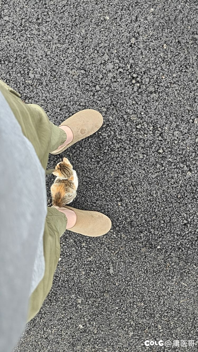 又捡到一只小猫1