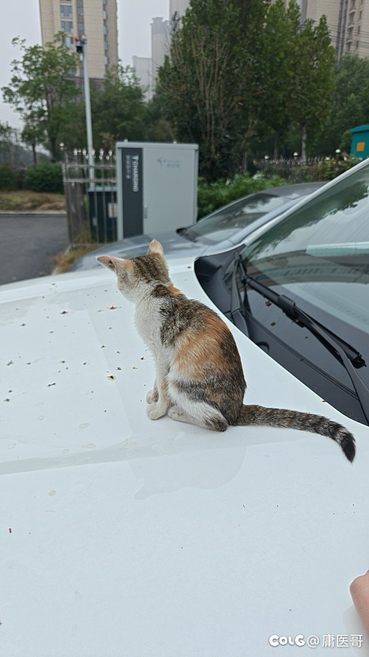 又捡到一只小猫2