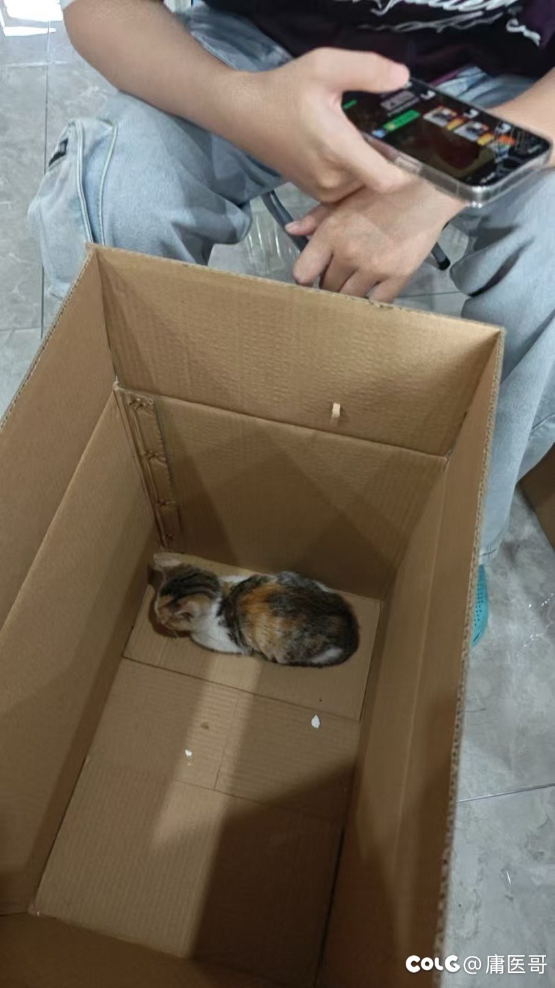 又捡到一只小猫3