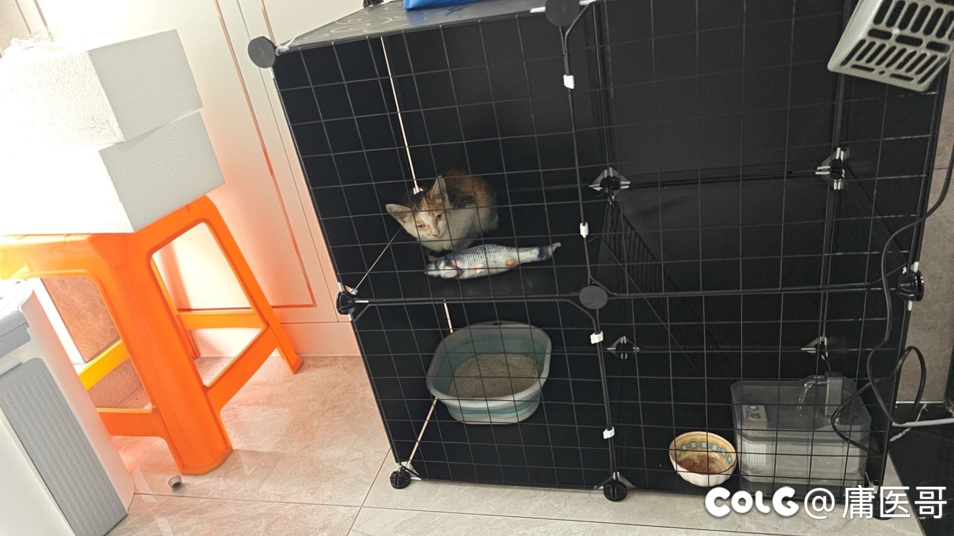 又捡到一只小猫4