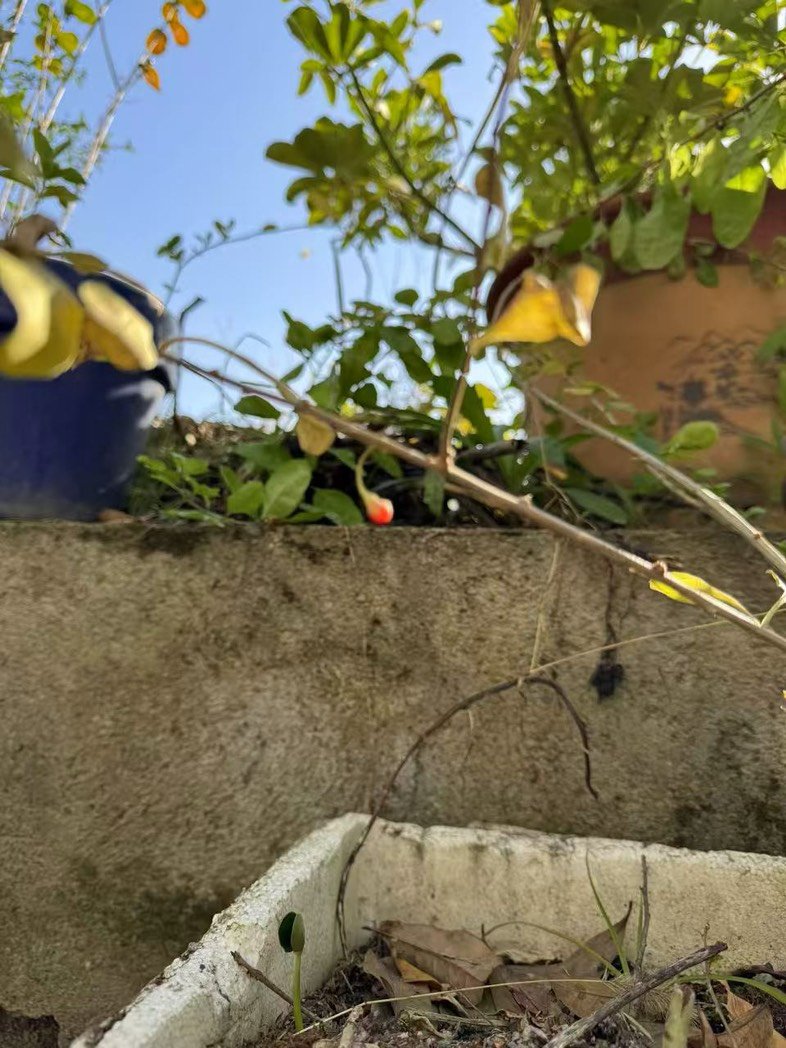 去年7月买的枸杞苗，今年总算结果了。1