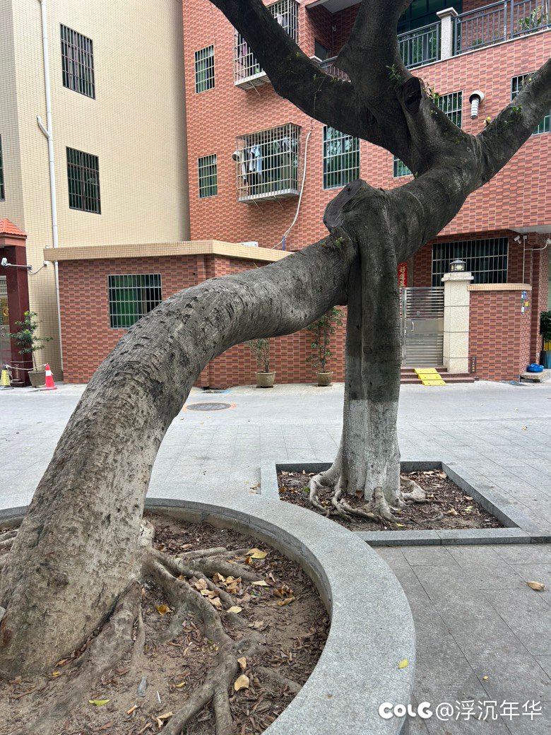 一棵树？两棵树？1