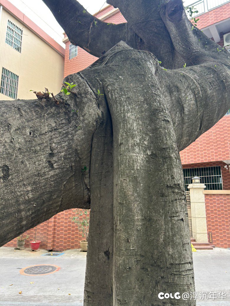 一棵树？两棵树？2