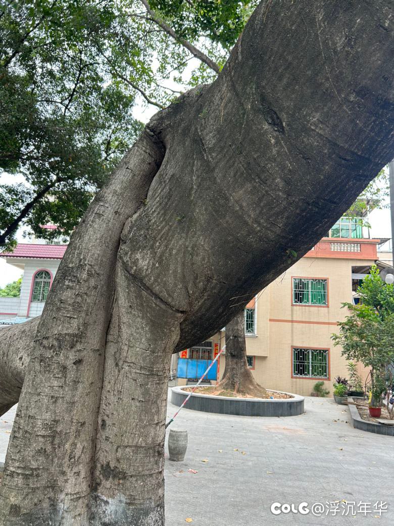 一棵树？两棵树？3