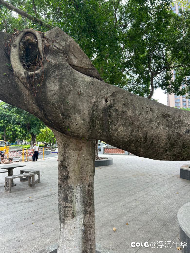 一棵树？两棵树？4