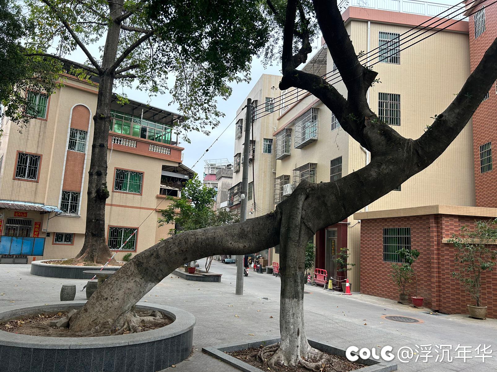 一棵树？两棵树？5