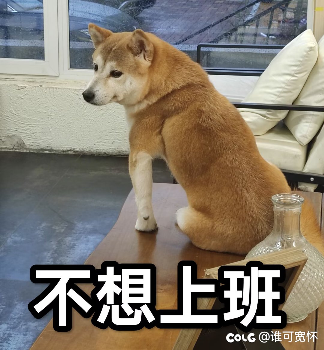 刚刚看了小熊录的视频1